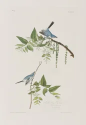 Illusztráció a "Birds of America"-ból