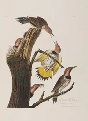 Illusztráció a "Birds of America"-ból