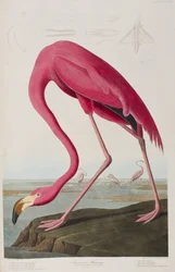 Illusztráció a "Birds of America"-ból