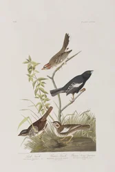 Illusztráció a "Birds of America"-ból