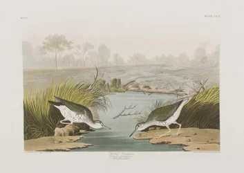 Illusztráció a "Birds of America"-ból