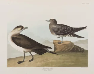 Illusztráció a "Birds of America"-ból