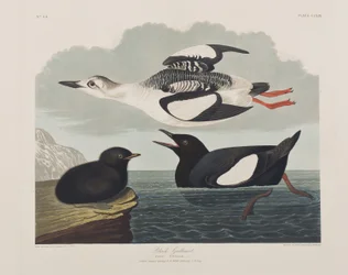 Illusztráció a "Birds of America"-ból
