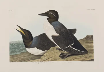 Illusztráció a "Birds of America"-ból