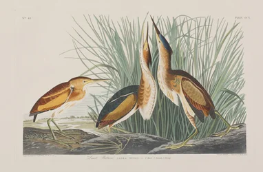 Illusztráció a "Birds of America"-ból