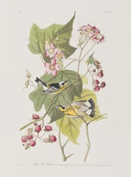 Illusztráció a "Birds of America"-ból