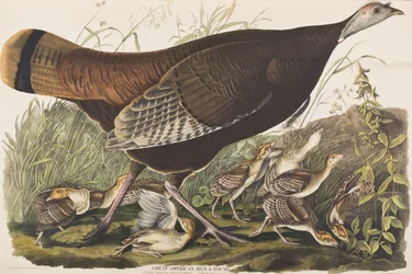 Illusztráció a "Birds of America"-ból