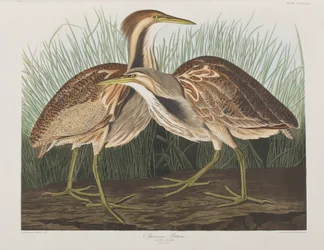 Illusztráció a "Birds of America"-ból