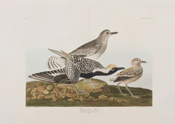 Illusztráció a "Birds of America"-ból