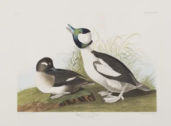 Illusztráció a "Birds of America"-ból