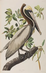 Illusztráció a "Birds of America"-ból
