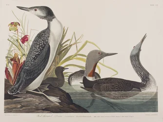 Illusztráció a "Birds of America"-ból