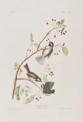 Illusztráció a "Birds of America"-ból