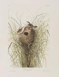 Illusztráció a "Birds of America"-ból