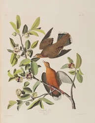 Illusztráció a "Birds of America"-ból