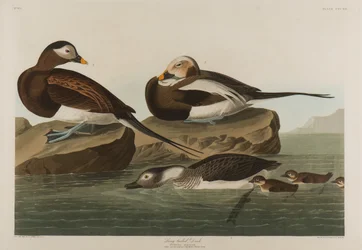 Jegesréce, 1836