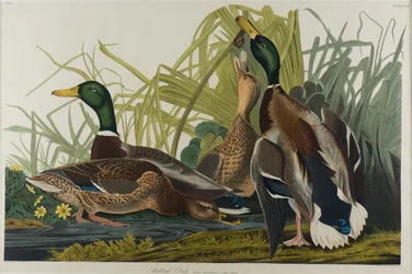Tőkés réce, 1834 (wc papíron)
