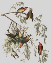 Red Crossbill, Loxia Curvirostra, a "The Birds of America"-ból, John J. Audubon, pub. 1827-38