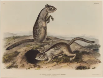 Spermophilus Douglassii (két Douglas mókus)