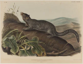 Spermophilus Macrourus (hosszú farkú ürge)