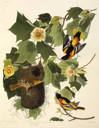 A baltimore-i oriole. Az Amerika madaraiból, 1827-1838.