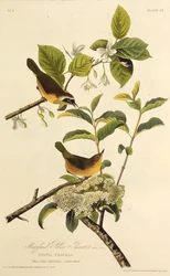 A marylandi sárgatorok. Az Amerika madaraiból, 1827-1838.