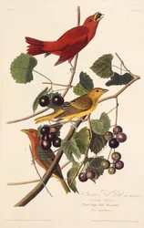 A nyári vörös madár. Az Amerika madaraiból, 1827-1838.