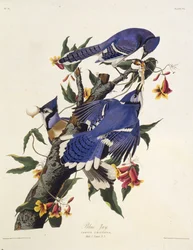 A kék szajkó. Az Amerika madarai című műből, 1827-1838.