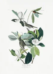 Énekes légykapó a *Birds of America* (1827) című műből