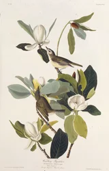 Harcos légykapó. Az Amerika madaraiból, 1827-1838.