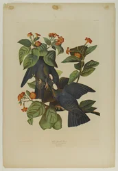 Fehérfejű galamb, nyomta Julien Bien és adta ki Roe Lockwood & Son, 1861 (kromolitográfia)
