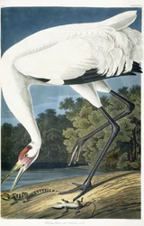 Daru, felnőtt férfi, 1834