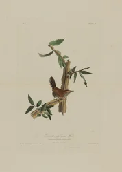 Bewick hosszú farkú ökörszeme, a Birds of America című műből, metszette Robert Havell (1793-1878)