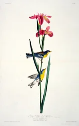 Kék sárga hátú poszáta, a Birds of America-tól, metszett: Robert Havell (1793-1878)