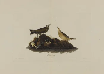 Brown Lark, a Birds of America-ból, metszett: Robert Havell (1793-1878)