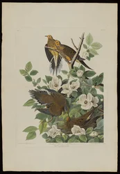 Carolina Pigeon vagy Turtle Dove, a Birds of America-ból, metszett Robert Havell (1793-1878)