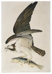 Halászsólyom vagy halászsólyom, Julius Bien (1826-1909) litográfiája, 1860