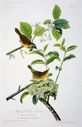 Maryland Yellow Throat, a Birds of America-tól, metszett Robert Havell (1793-1878)