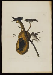 Purple Martin, a Birds of America-ból, metszett: Robert Havell (1793-1878)