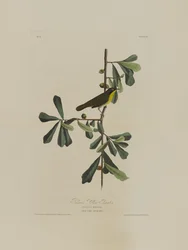 Roscoes Yellow Throat, a Birds of America-tól, metszett Robert Havell (1793-1878)