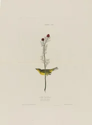 Selbys légyfogó, a Birds of America-ból, metszett Robert Havell (1793-1878)