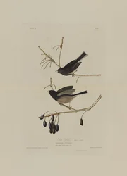 Hómadár, az Amerika madarai című kötetből, Robert Havell (1793-1878) metszete.