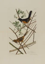 A Towhe Bunting, a Birds of America-ból, vésette Robert Havell (1793-1878)