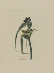 Vigers Vireo, a Birds of America-ból, metszett Robert Havell (1793-1878)