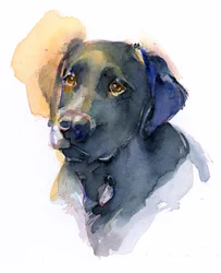 Fekete labrador, 2017
