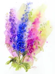 Delphinium, 2016, (akvarell)