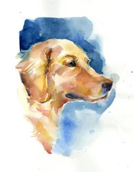 Golden Retriever, 2015, (akvarell)