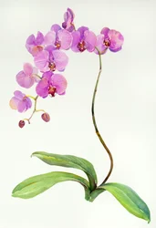 Orchidea botanikai, 2013, (akvarell)