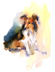 Sheltie portré, 2015, (akvarell)