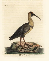 Feketearcú íbisz, Theristicus melanopis (Tantalus melanops). Kézi színű rézlemez, amelyet John Latham rajzolt és metszett a madarak általános története című művéből, Winchester